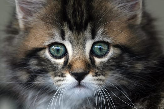 A cute little kitten