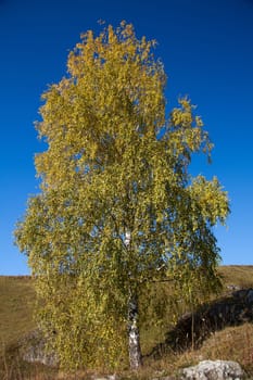 The birch