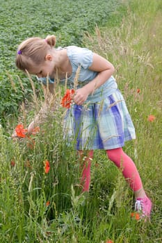 little girl on the meadow with flowers