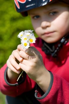 daisies - a gift for the mother