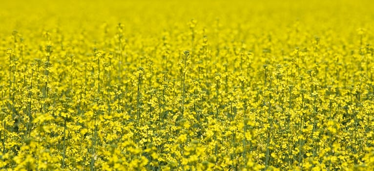 Field of Oilseed Rape full frame
