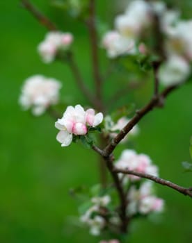 Apple Blossom with selective focus