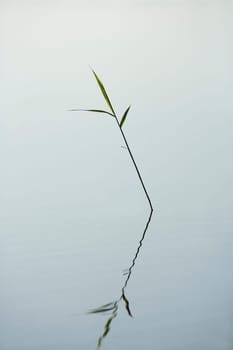 Straw in the water still life