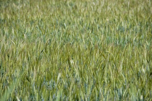Filed of wheat full frame