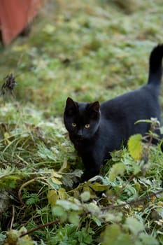 Black cat in the grass