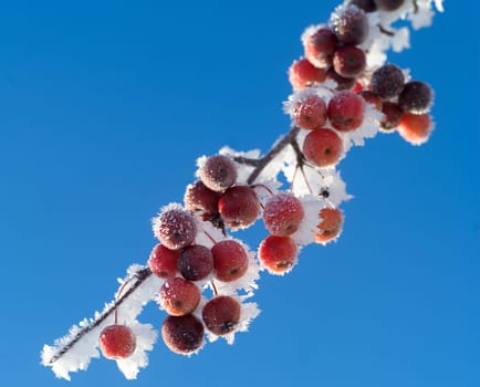 Frozen berries towards blue sky