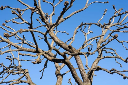 Blank tree branches towards blue sky