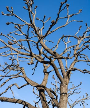 Blank tree branches towards blue sky