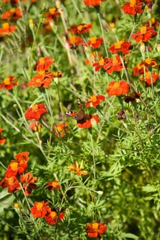 Butterfly on a flower with selective focus
