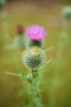 Purple Thistle with selective focus