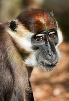 Mangabey Monkey, white collared, Cercocebus Torquatus. Portrait of semi profile.