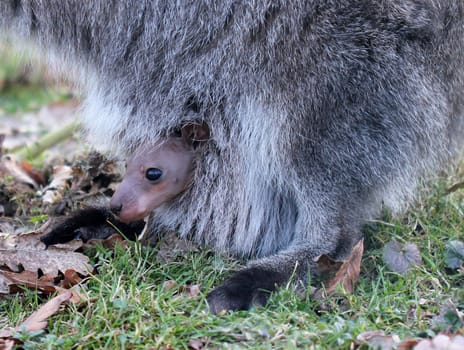Young Bennett kangaroo peeking out of the pouch