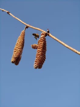 Common hazel - Corylus avellana