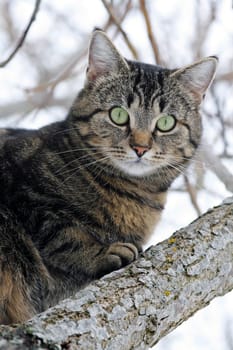 The Cat on the Tree