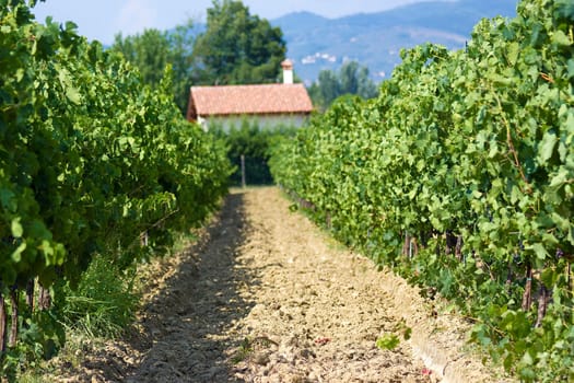 tuscany vineyard