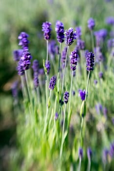 lavender flowers