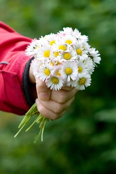 daisies - a gift for the mother