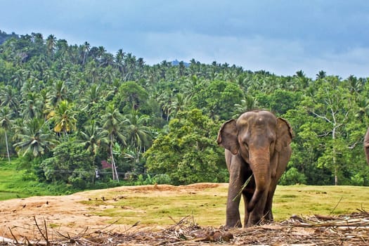 big elephants in the wilderness near Pinnawela