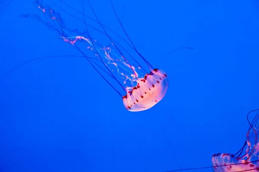 beautiful Jelly fishes in the aquarium with blue background