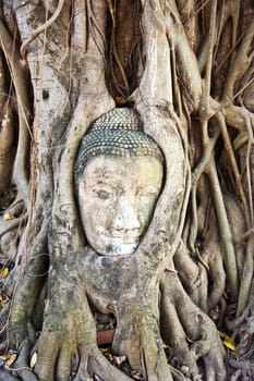 buddhas head in Mahathat temple in Ajutthaya is covered by roots of a tree