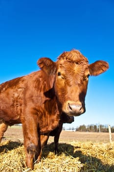 friendly cattle on straw with blue sky