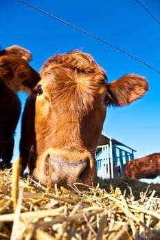 friendly cattle on straw with blue sky