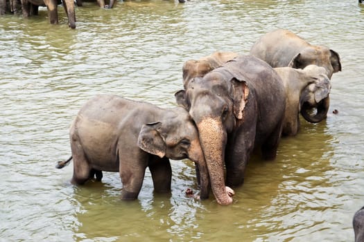 hugging elefants in the river