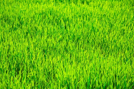 acre with blades of grass in rows in beautiful light