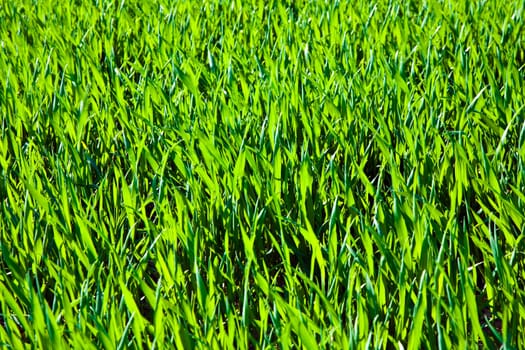 acre with blades of grass in rows in beautiful light
