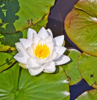 Japanese white lotus water lily in lake