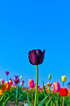 Spring field with blooming colorful tulips