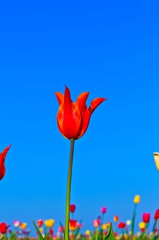 Spring field with blooming colorful tulips