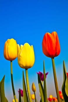 Spring field with blooming colorful tulips