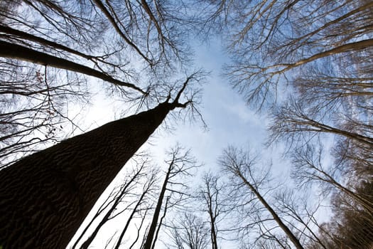 Spring tree crowns on deep blue sky