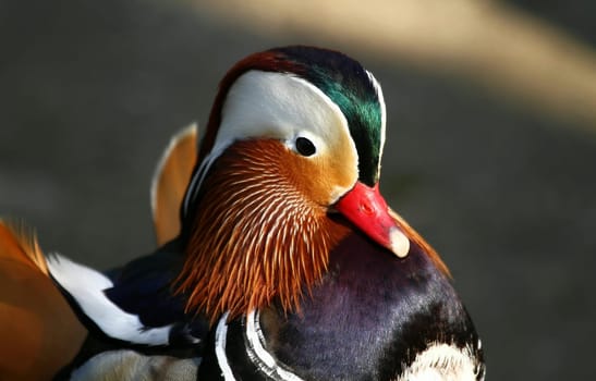 Mandarin duck