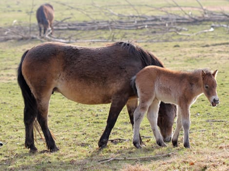 Two-week-old yawning Exmoor pony foal at Sababurg Zoo
