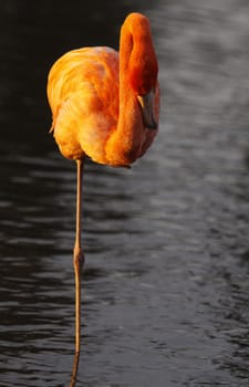 Chilean flamingo