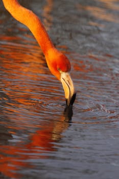 Chilean flamingo