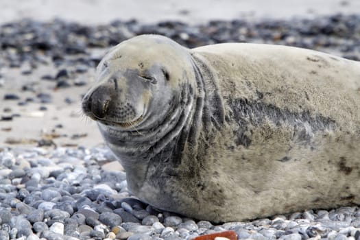 Grey seal on the beach of the Heligoland dune