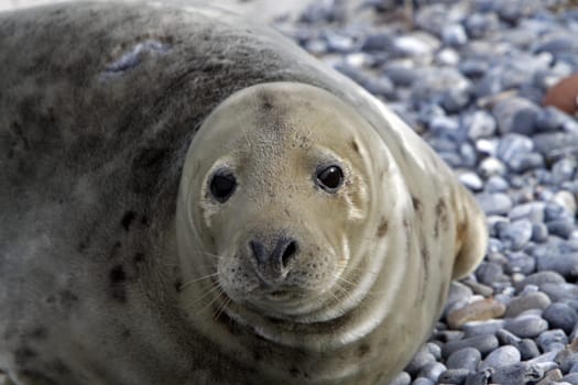 Grey seal on the beach of the Heligoland dune