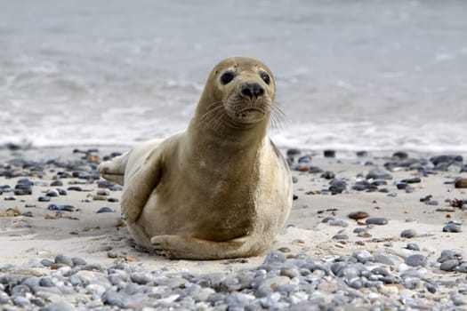 Grey seal on the beach of the Heligoland dune