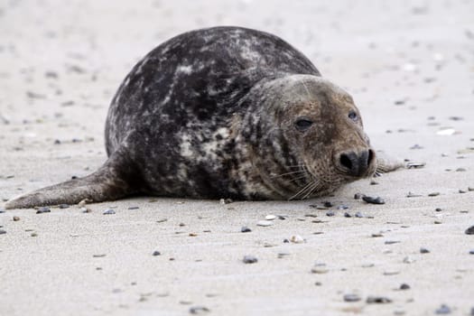 Grey seal on the beach of the Heligoland dune