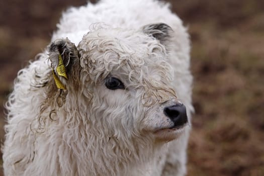 Galloway beef (veal)