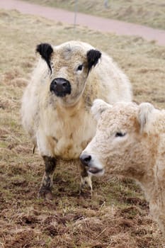Galloway cattle
