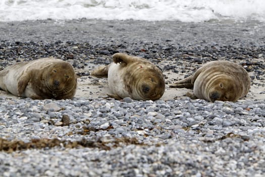 Grey seal on the beach of the Heligoland dune