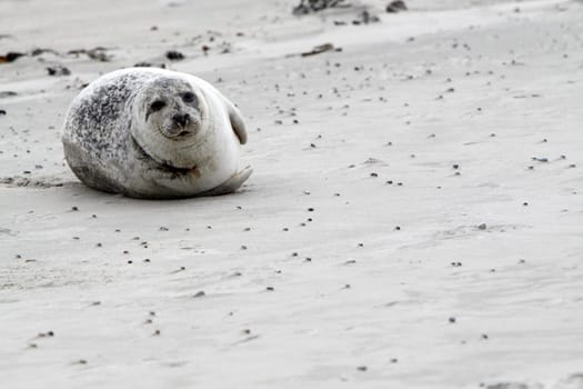 Grey seal on the beach of the Heligoland dune