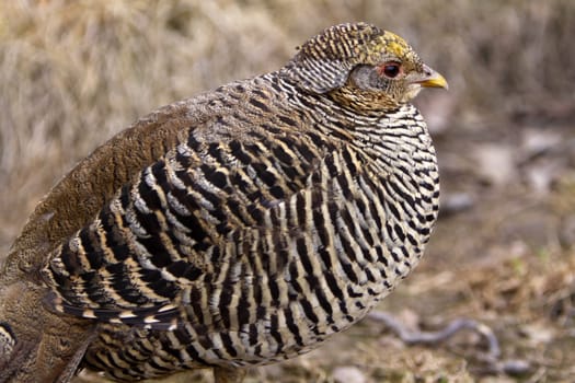 Golden Pheasant (Hen)