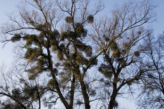 Tree with mistletoe