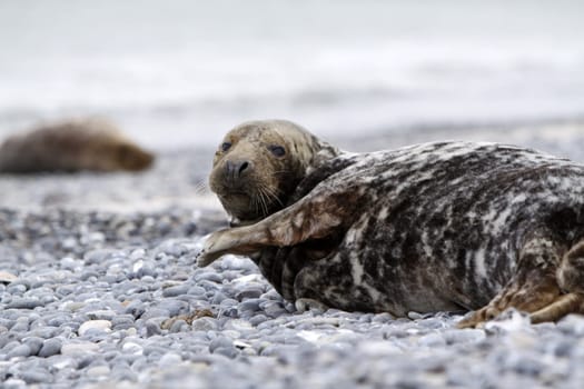 Grey seal on the beach of the Heligoland dune