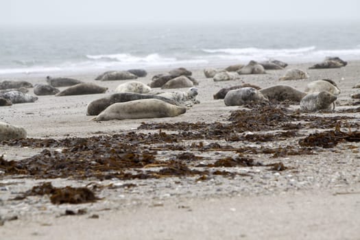 Grey seal on the beach of the Heligoland dune